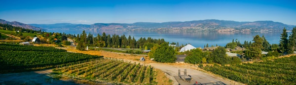 Vineyard on Lake Okanagan
