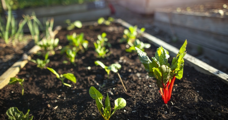 closeup of garden bed with sprouting lettuce