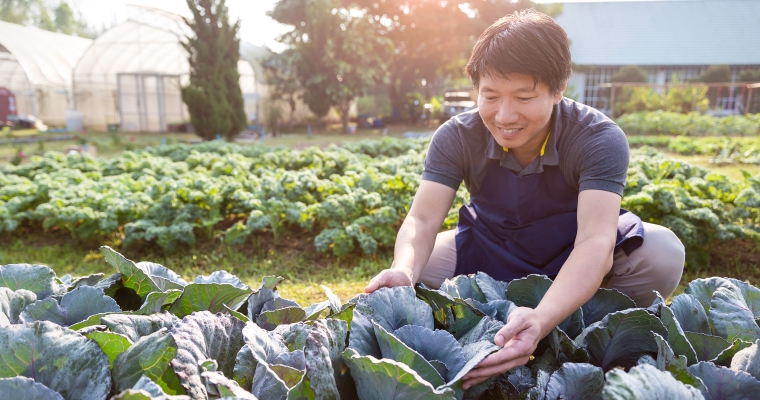 person kneeling and inspecting plant crops