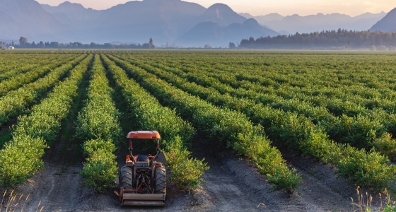 Vintage tractor in green field