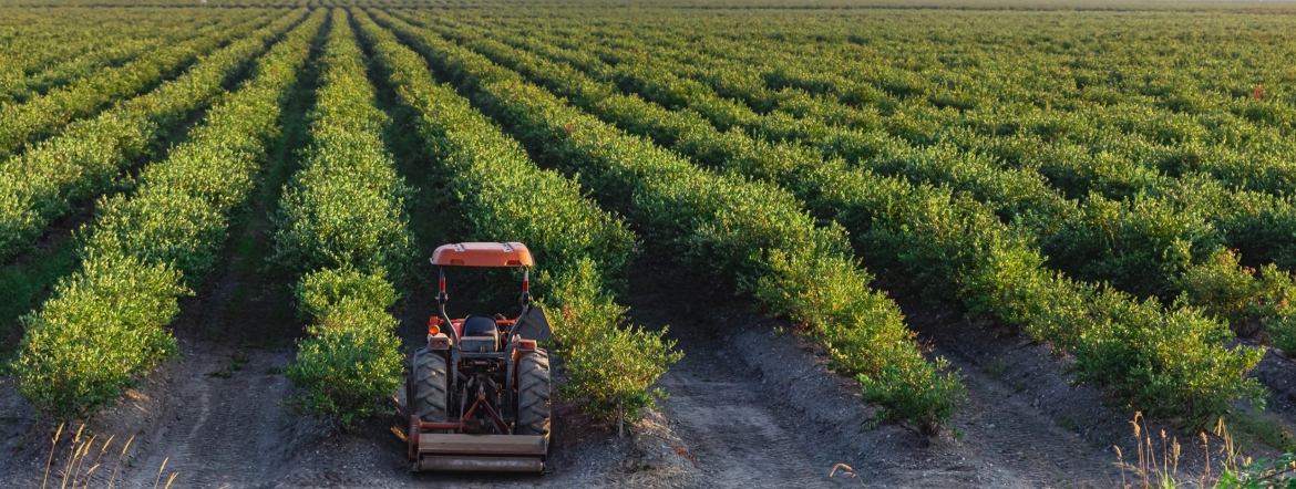 Vintage tractor in green field