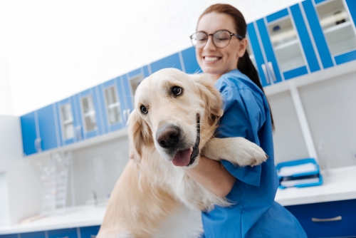 Female vet holding smiling golden retriever