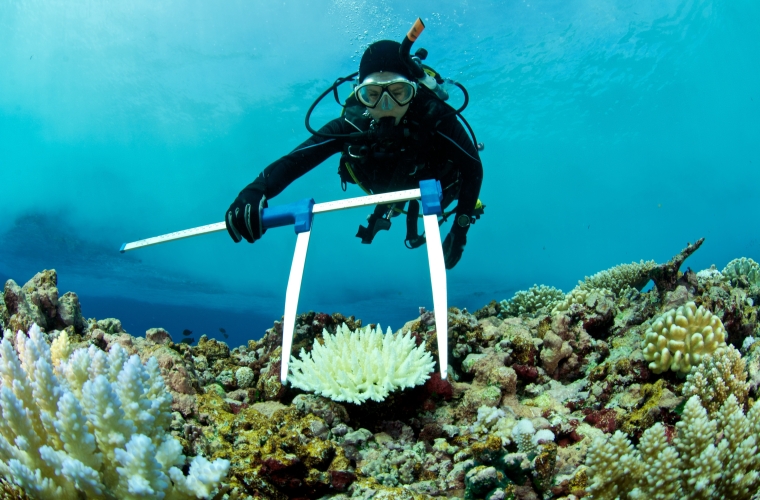 marine biologist wearing scuba diving suit, goggles and breathing equipment measuring a bleached coral
