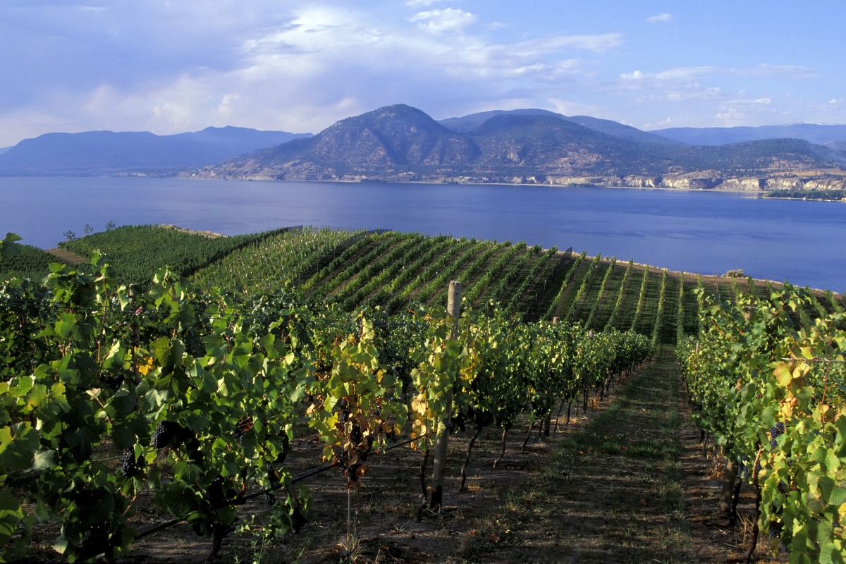 vineyard overlooking lake and mountains