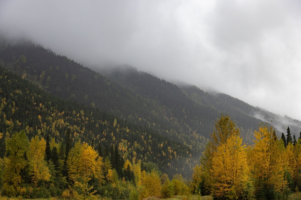 Scenic photo of trees on a mountain in Prince George.