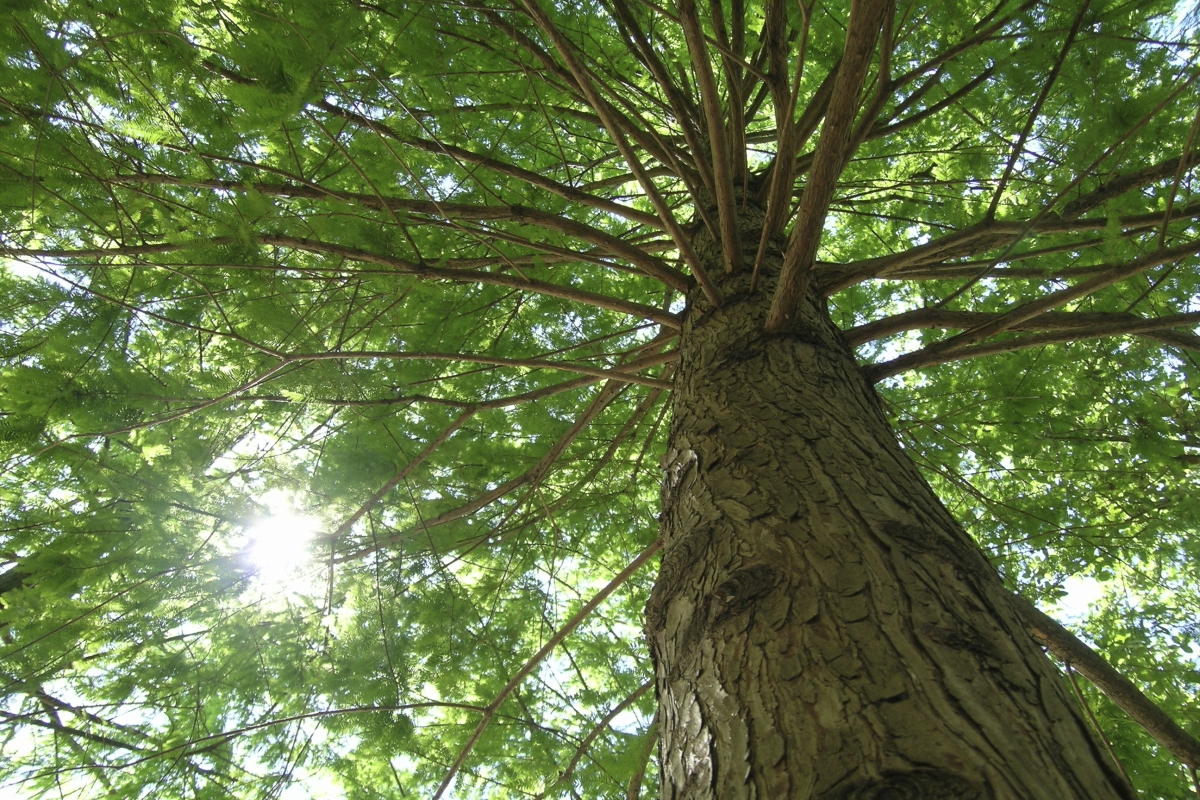 Tree with light from the sun peering through.