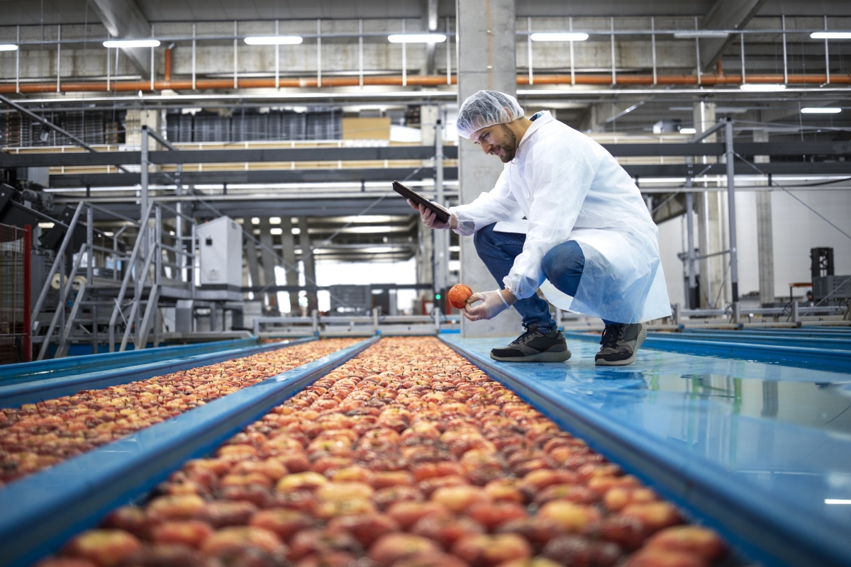 Male agriculture inspector wearing a lab coat, cap and gloves checking for quality of apples