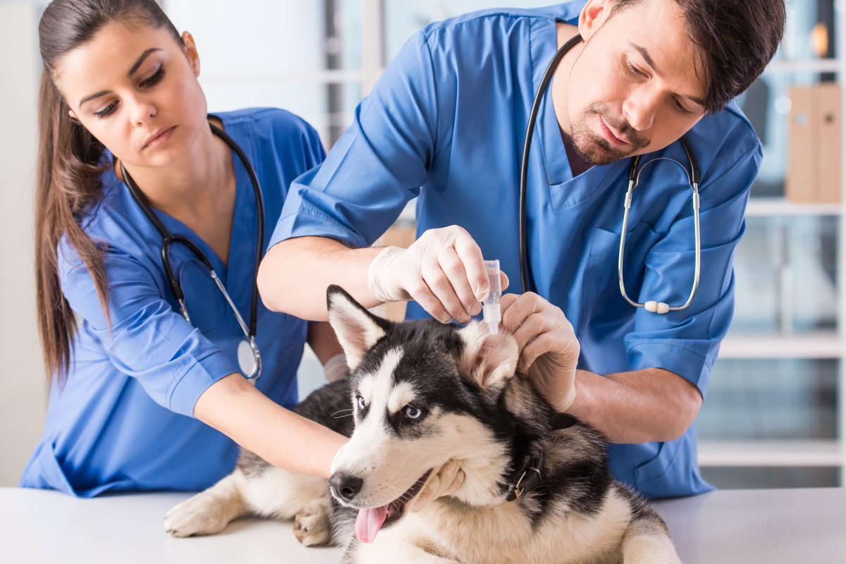 male and female vet techs caring for a husky dog