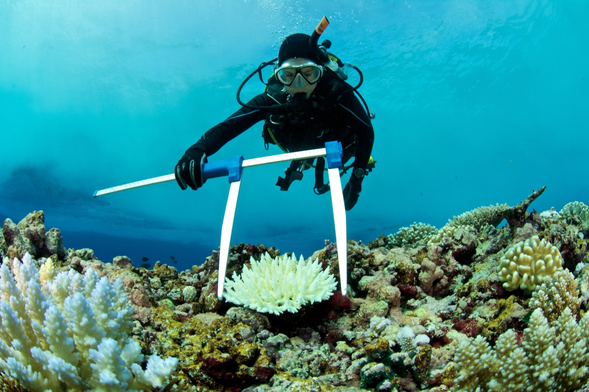 marine biologist wearing scuba diving suit, goggles and breathing equipment measuring a bleached coral