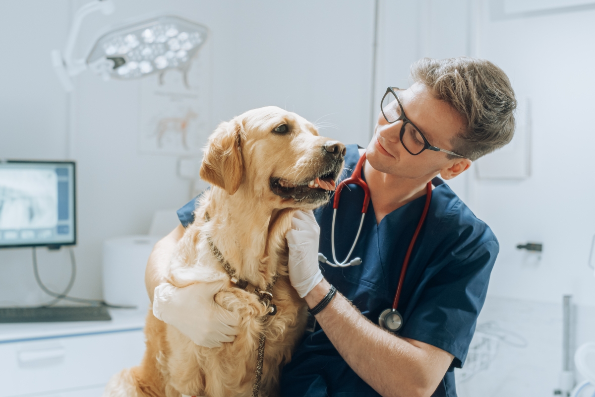 Young male animal technician petting a Golden Retriever dog during a check up visit. 