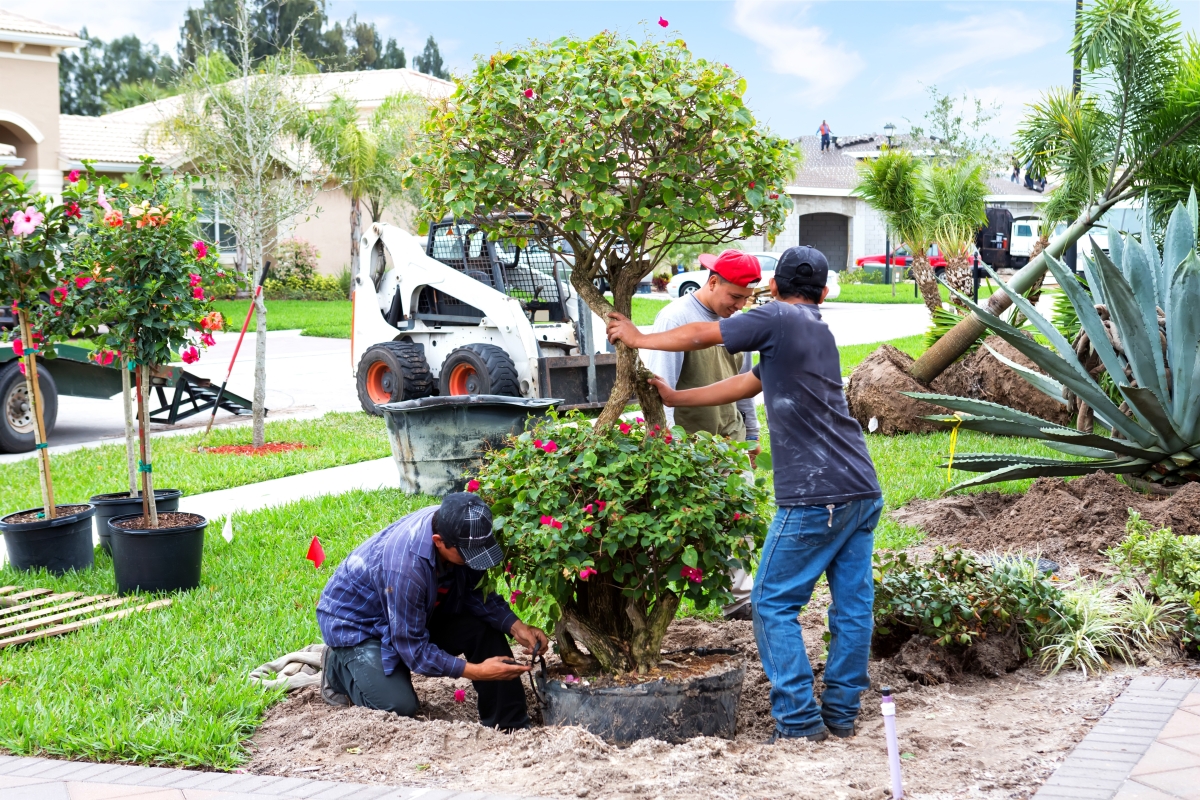 Team of male landscapers working on a front yard.
