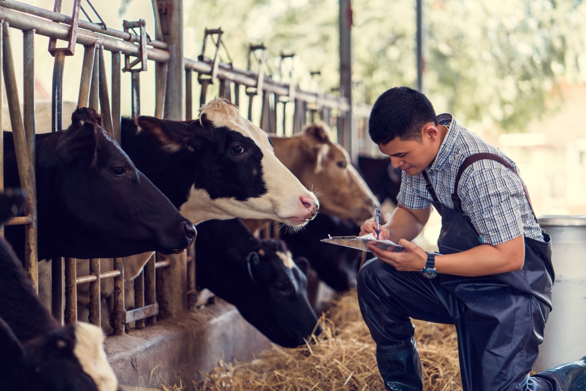 Male farmer recording details of the cows on the farm.