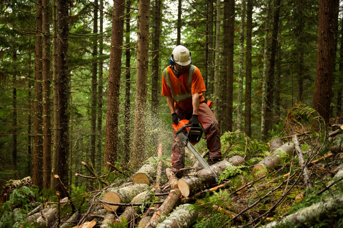Male forestry worker using chainsaw to cut log while thinning a forest to prevent forest fires.