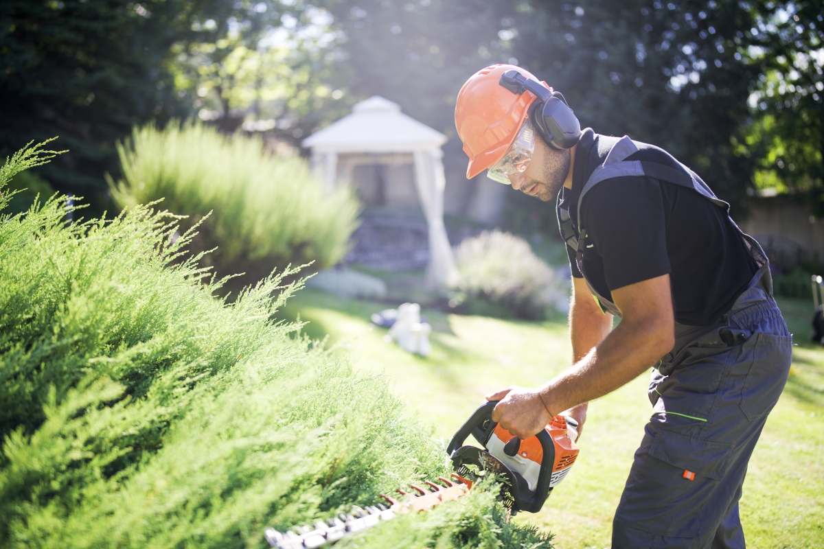 Male gardener with protective equipment cutting hedge with electric saw in garden.