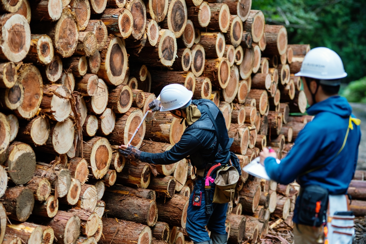 Two foresters measuring fallen timber and recording the data at a logging site.