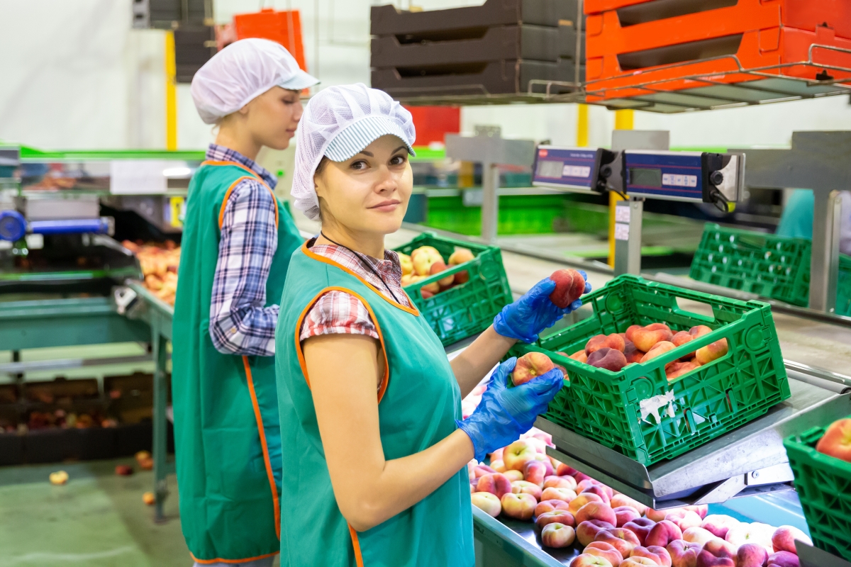 two people inspecting fruit on an assembly line