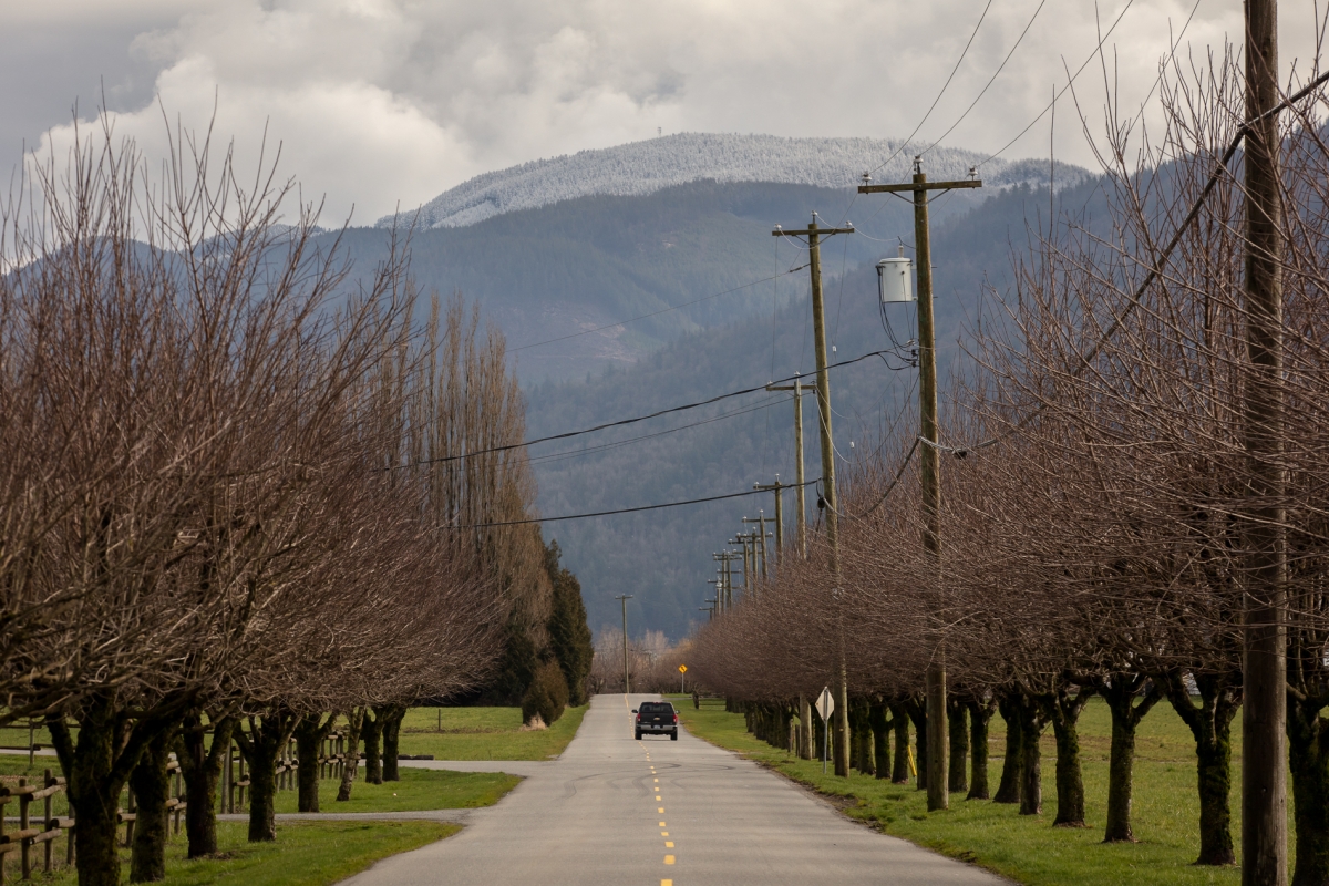 mountain view and barren trees along the roadway