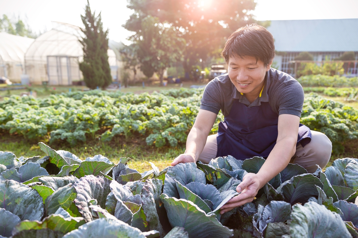 person kneeling and inspecting plant crops