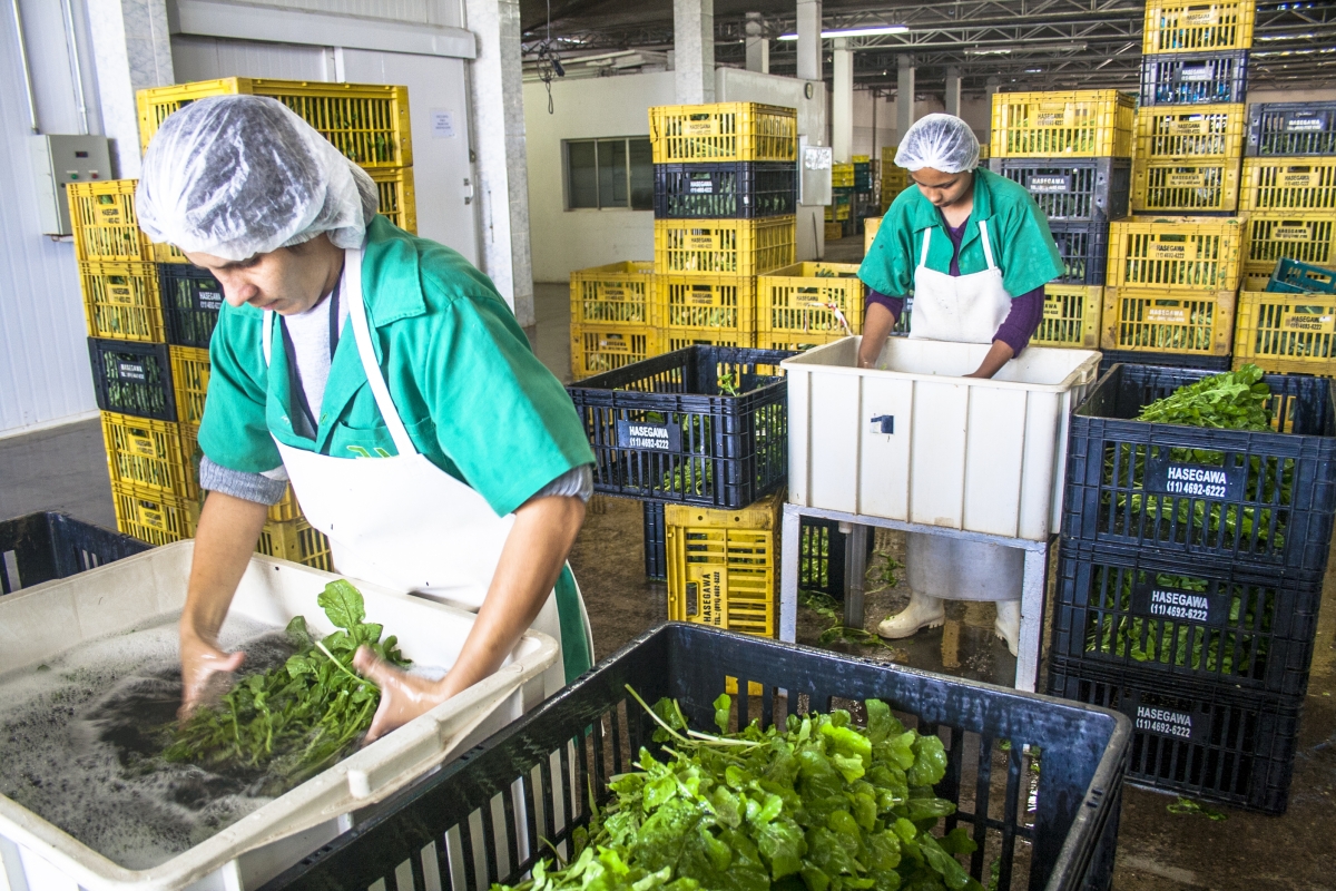 two people, wearing hair nets and aprons, washing vegetables in an industrial kitchen setting