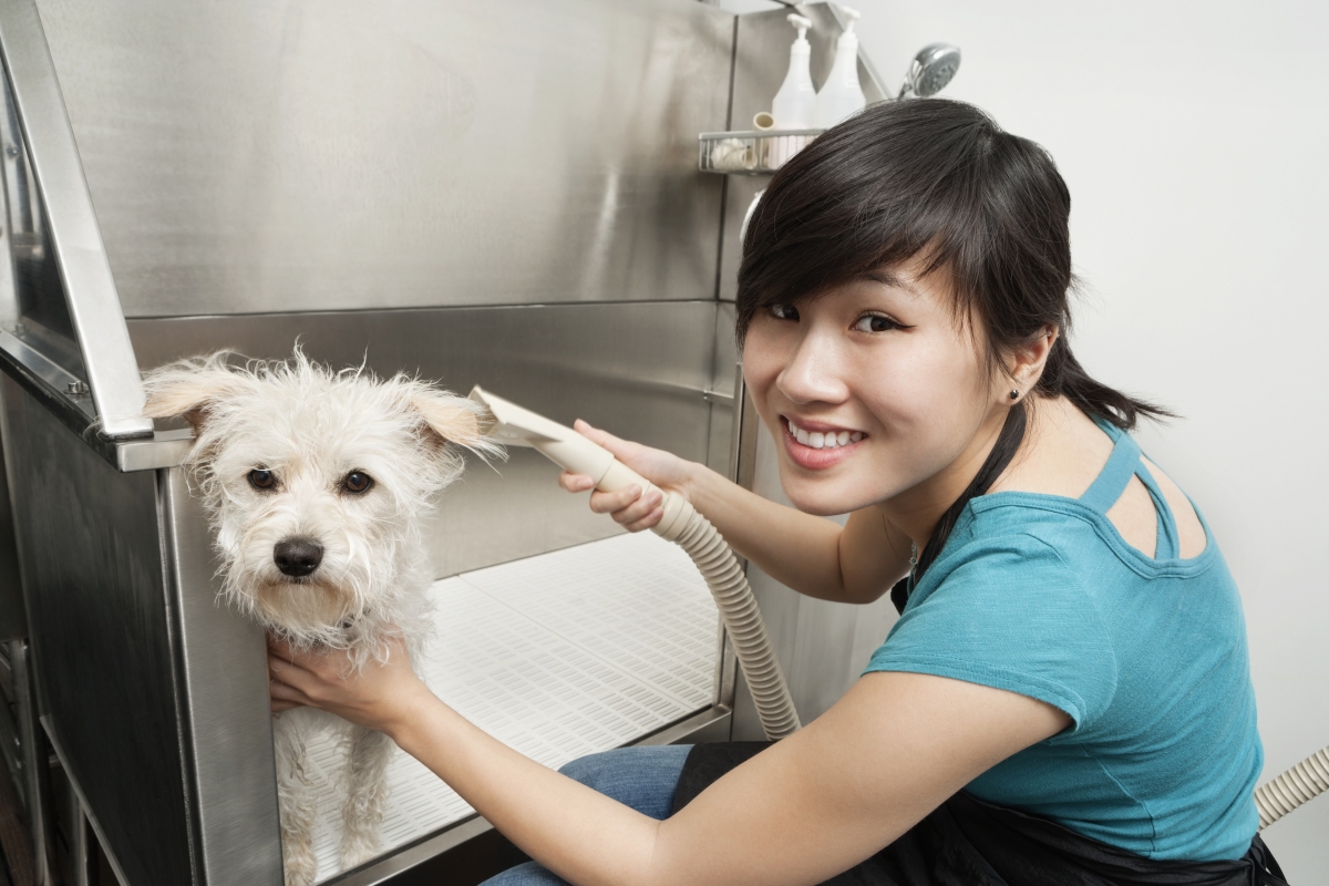 woman grooming a dog at a dog washing station