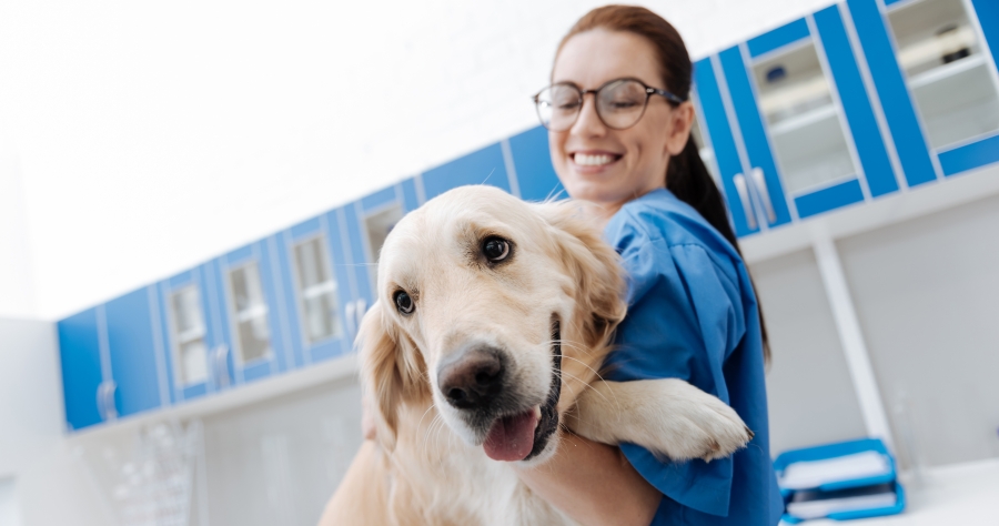 Female vet holding smiling golden retriever