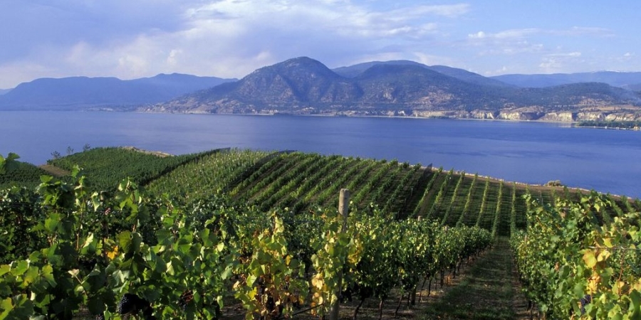 Rows of green crops next to the ocean