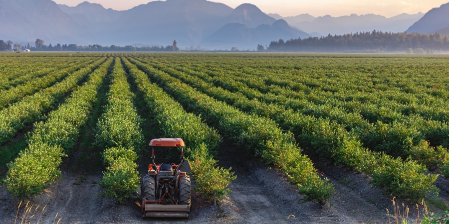 Vintage tractor in green field